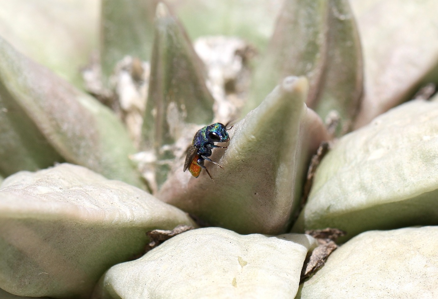 Chrysididae da identificare: Chrysis scutellaris